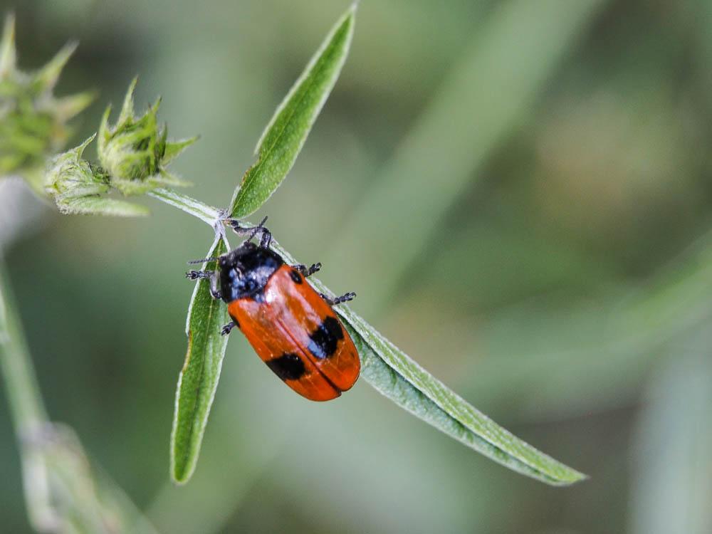 Clytra laeviuscula Ratzeburg, 1837