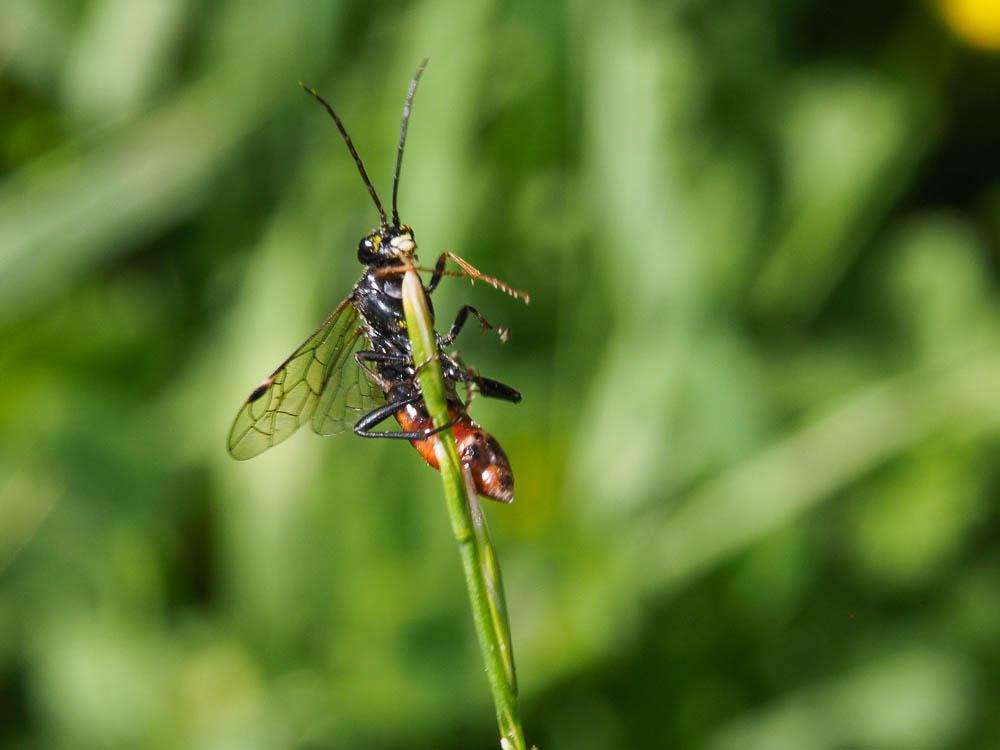 Tenthredopsis stigma (Fabricius, 1798)