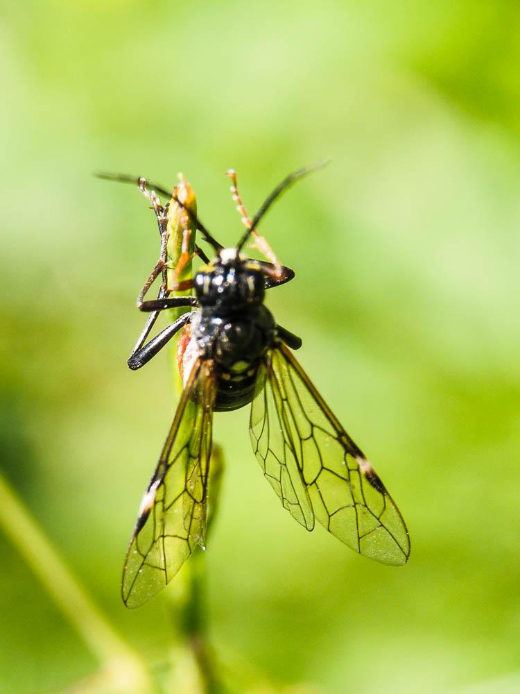  Tenthredopsis stigma (Fabricius, 1798)