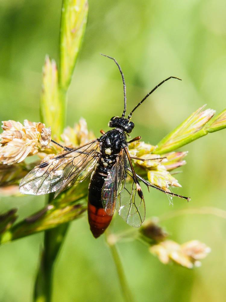 Tenthredopsis stigma (Fabricius, 1798)