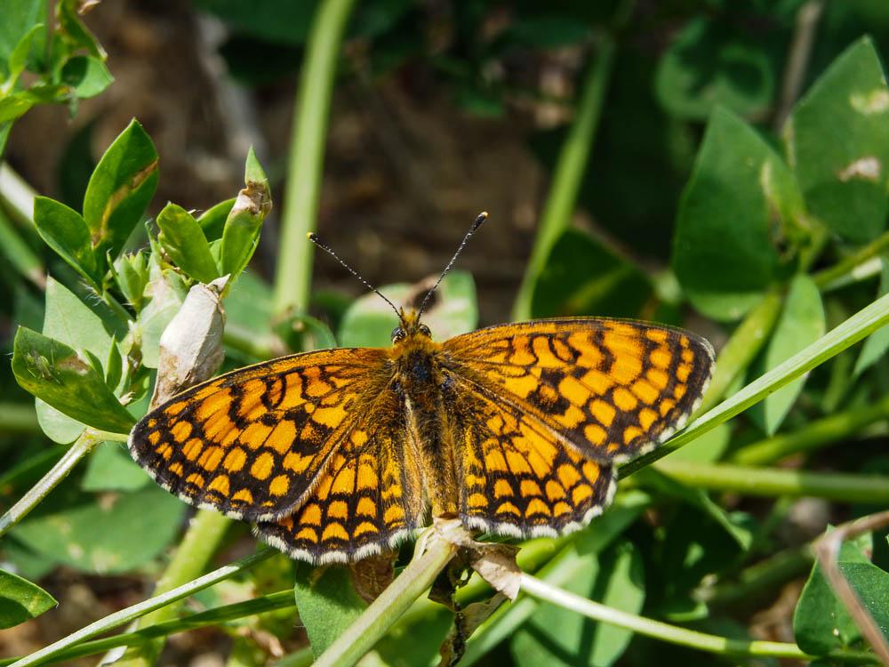 Mélitée du Mélampyre (La), Damier Athalie (Le) Melitaea athalia (Rottemburg, 1775)