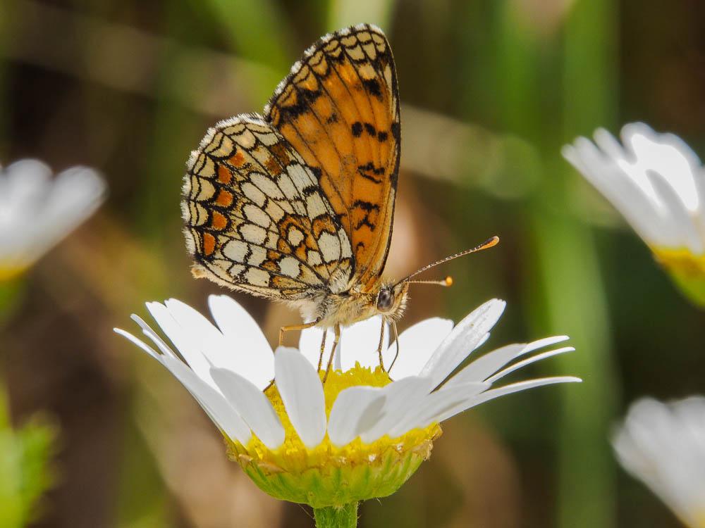 Mélitée du Mélampyre (La), Damier Athalie (Le) Melitaea athalia (Rottemburg, 1775)