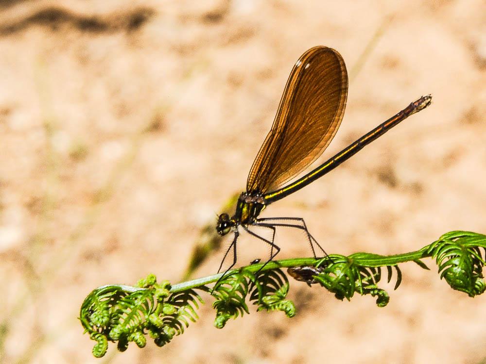 Caloptéryx vierge Calopteryx virgo (Linnaeus, 1758)