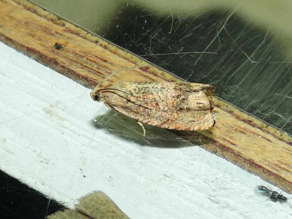  Cydia molybdana (Constant, 1884)