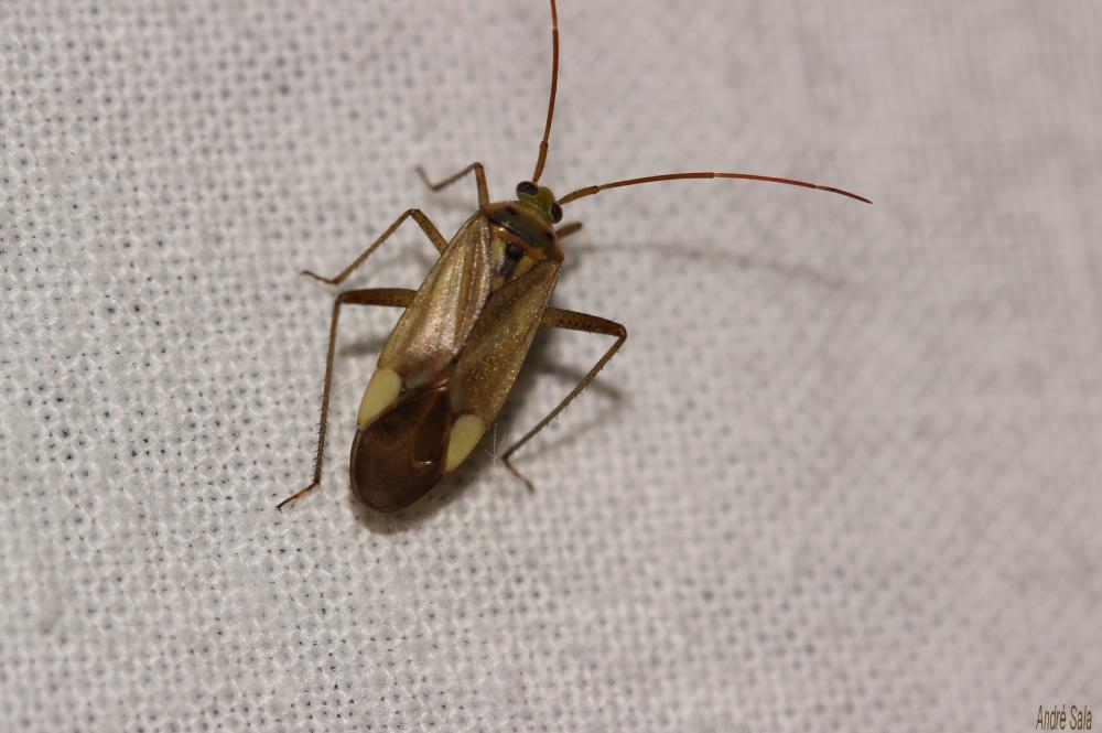 Adelphocoris lineolatus (Goeze, 1778)