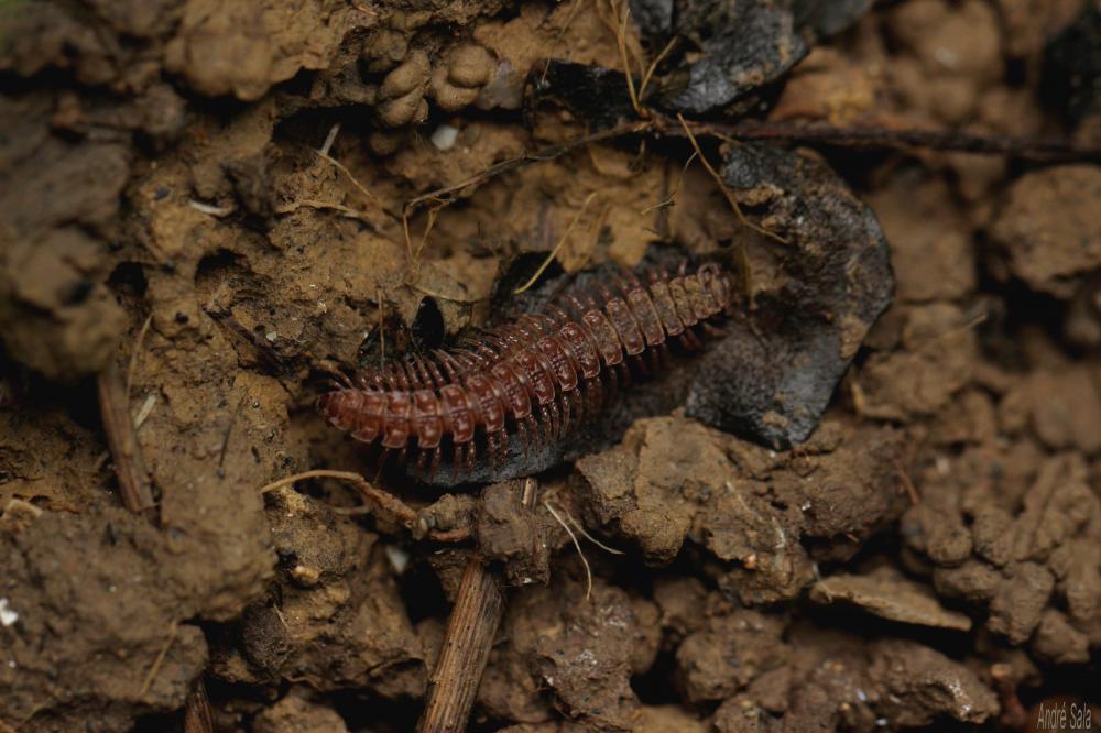 Polydesmus angustus Latzel, 1884