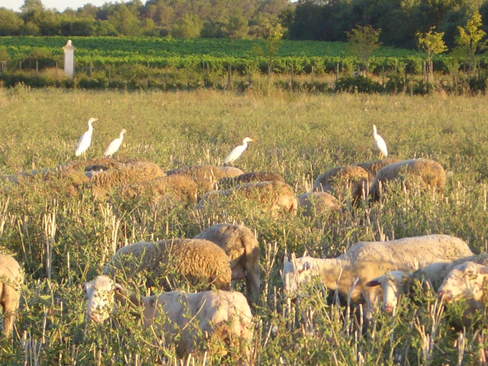 Le Héron garde-boeufs Bubulcus ibis (Linnaeus, 1758)