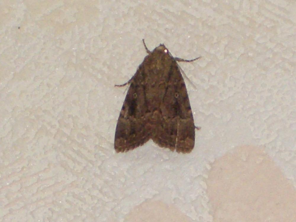 Pyramide (La) Amphipyra pyramidea (Linnaeus, 1758)