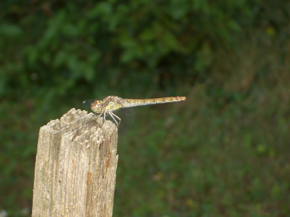 Sympétrum fascié (Le) Sympetrum striolatum (Charpentier, 1840)