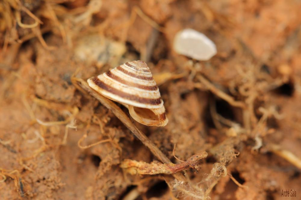 Troque élégante Trochoidea elegans (Gmelin, 1791)