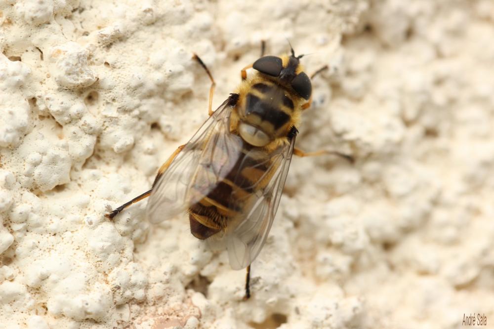 Myathropa florea (Linnaeus, 1758)