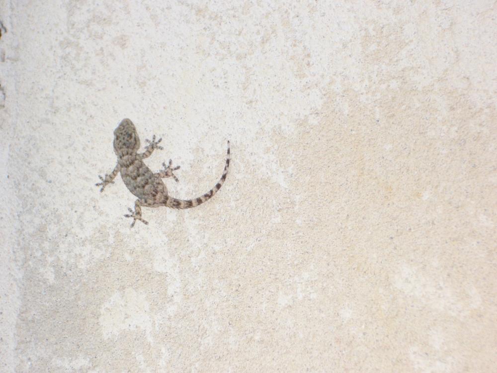 Tarente de Maurétanie Tarentola mauritanica (Linnaeus, 1758)