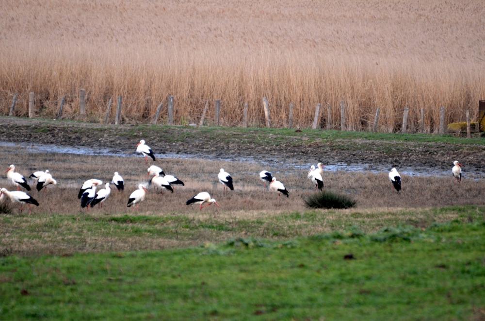 Cigogne blanche Ciconia ciconia (Linnaeus, 1758)