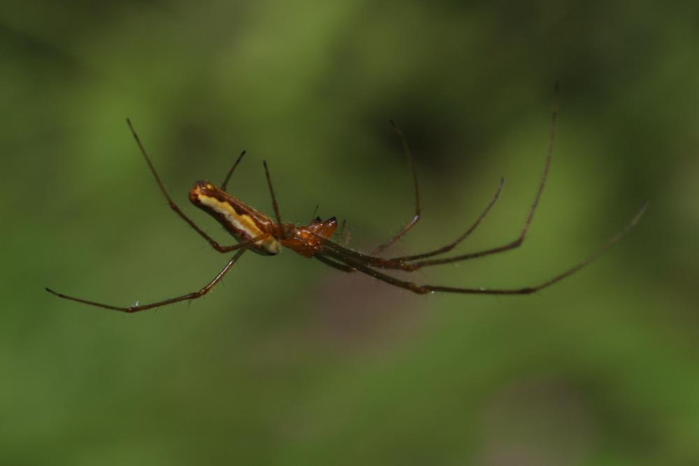 Tetragnatha montana Simon, 1874