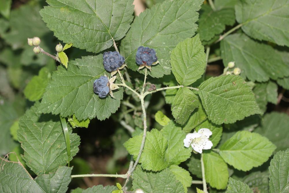 Rosier bleue, Ronce à fruits bleus, Ronce bleue Rubus caesius L., 1753