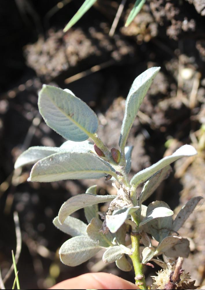 Saule des Pyrénées Salix pyrenaica Gouan, 1773