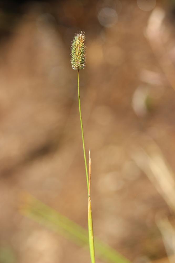 Fléole des Alpes Phleum alpinum L., 1753