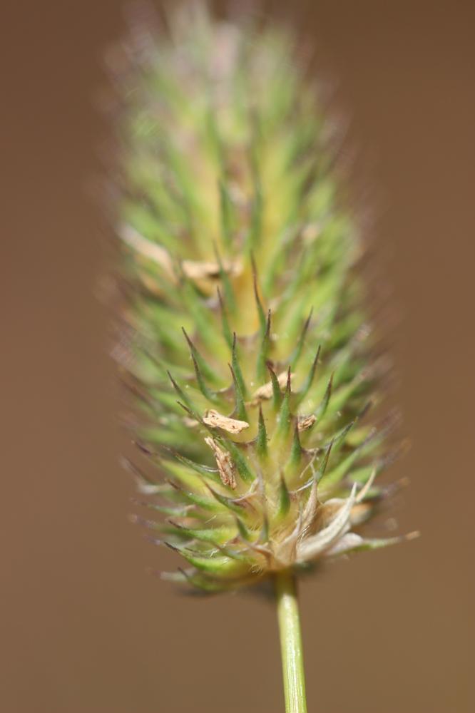 Fléole des Alpes Phleum alpinum L., 1753