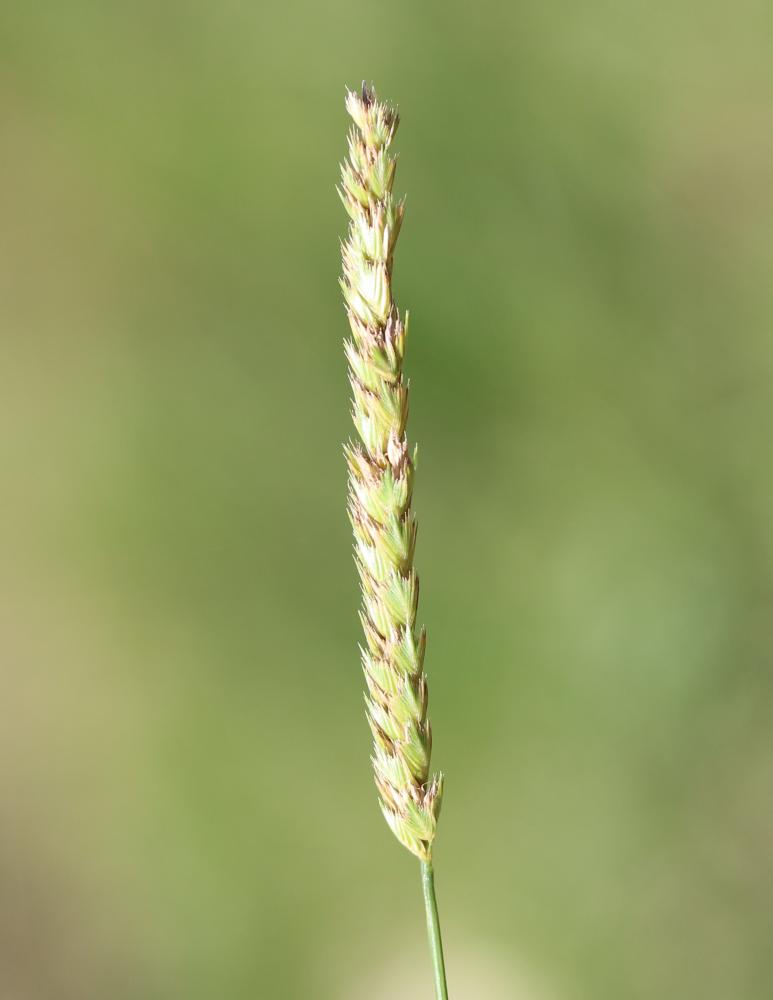 Crételle Cynosurus cristatus L., 1753