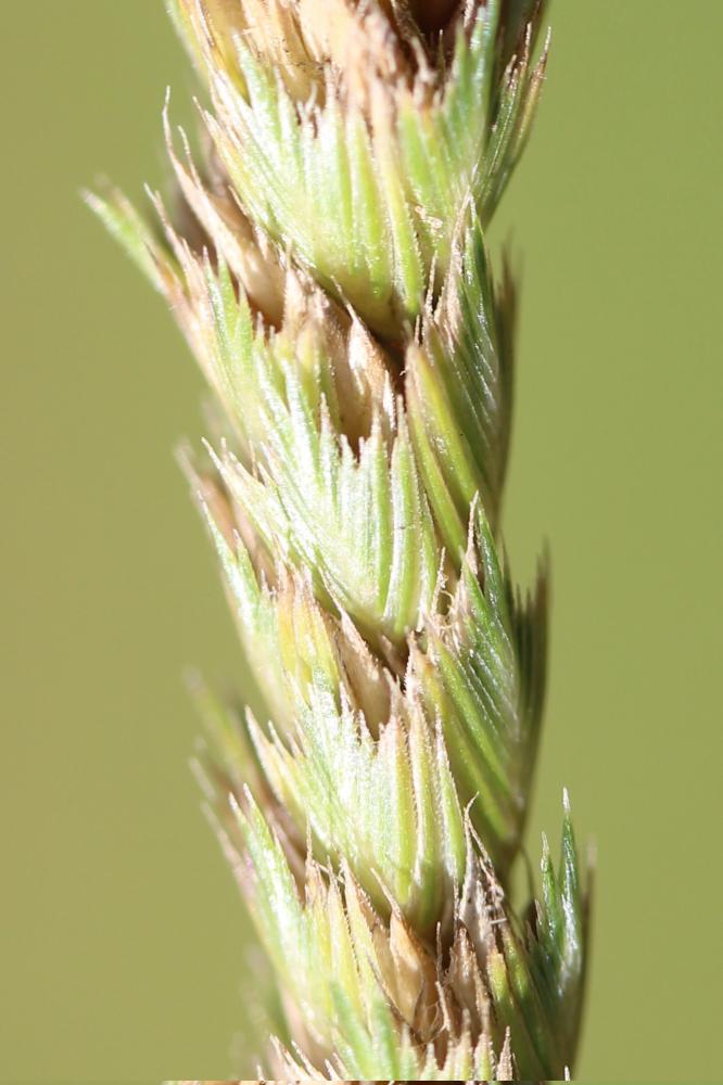 Crételle Cynosurus cristatus L., 1753