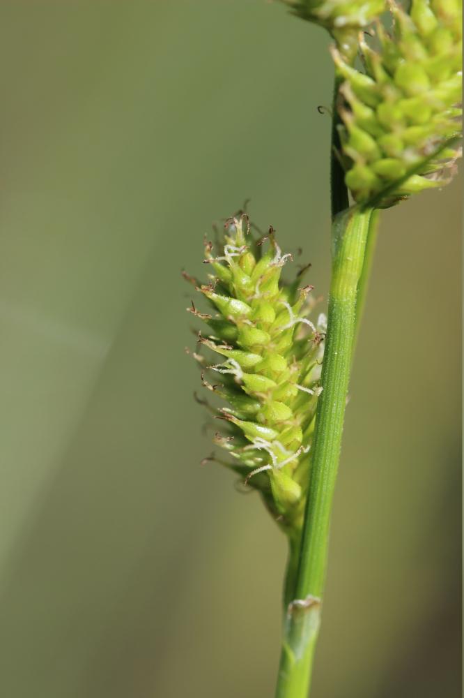 Laîche de Maire Carex mairei Coss. & Germ., 1840