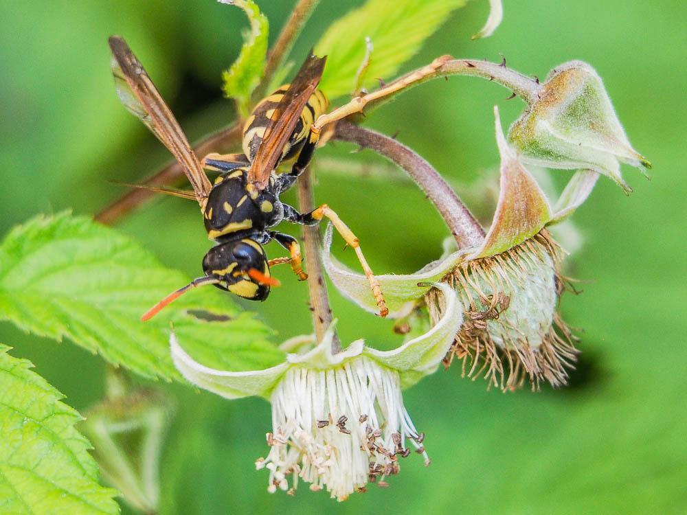Guêpe poliste Polistes dominula (Christ, 1791)