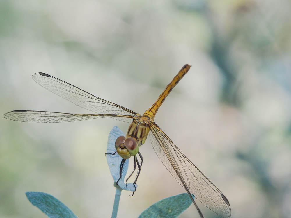 Sympétrum méridional (Le) Sympetrum meridionale (Selys, 1841)