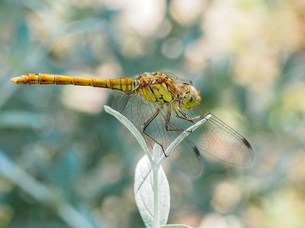 Sympétrum fascié (Le) Sympetrum striolatum (Charpentier, 1840)