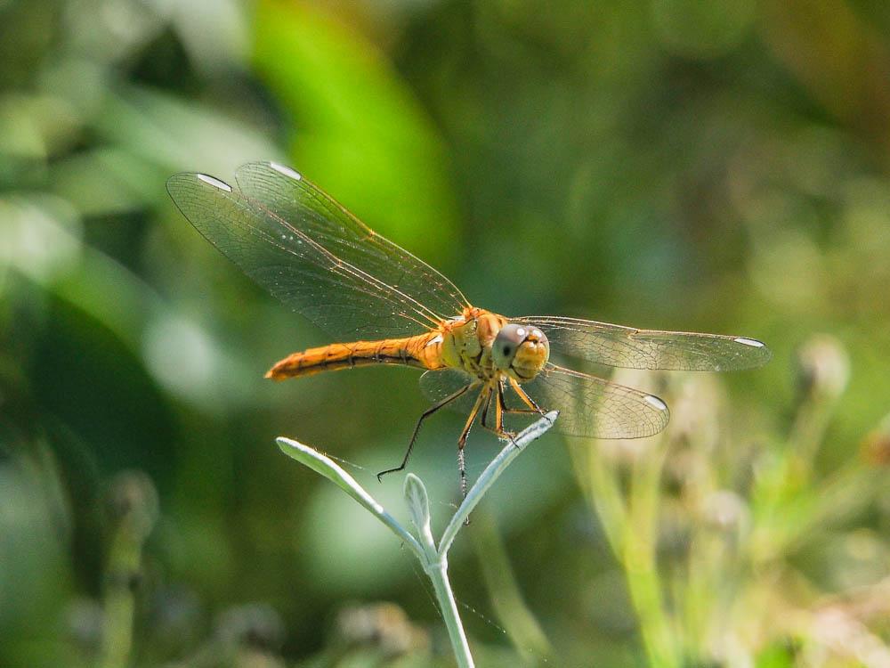 Sympétrum méridional (Le) Sympetrum meridionale (Selys, 1841)