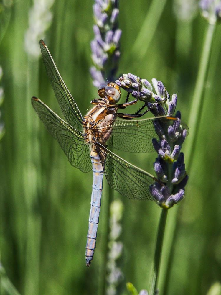 Orthétrum de Rambur Orthetrum coerulescens anceps (Schneider, 1845)