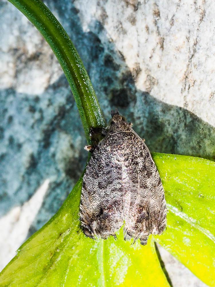  Cydia pomonella (Linnaeus, 1758)