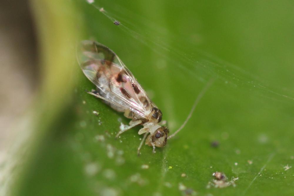 Graphopsocus cruciatus (Linnaeus, 1768)