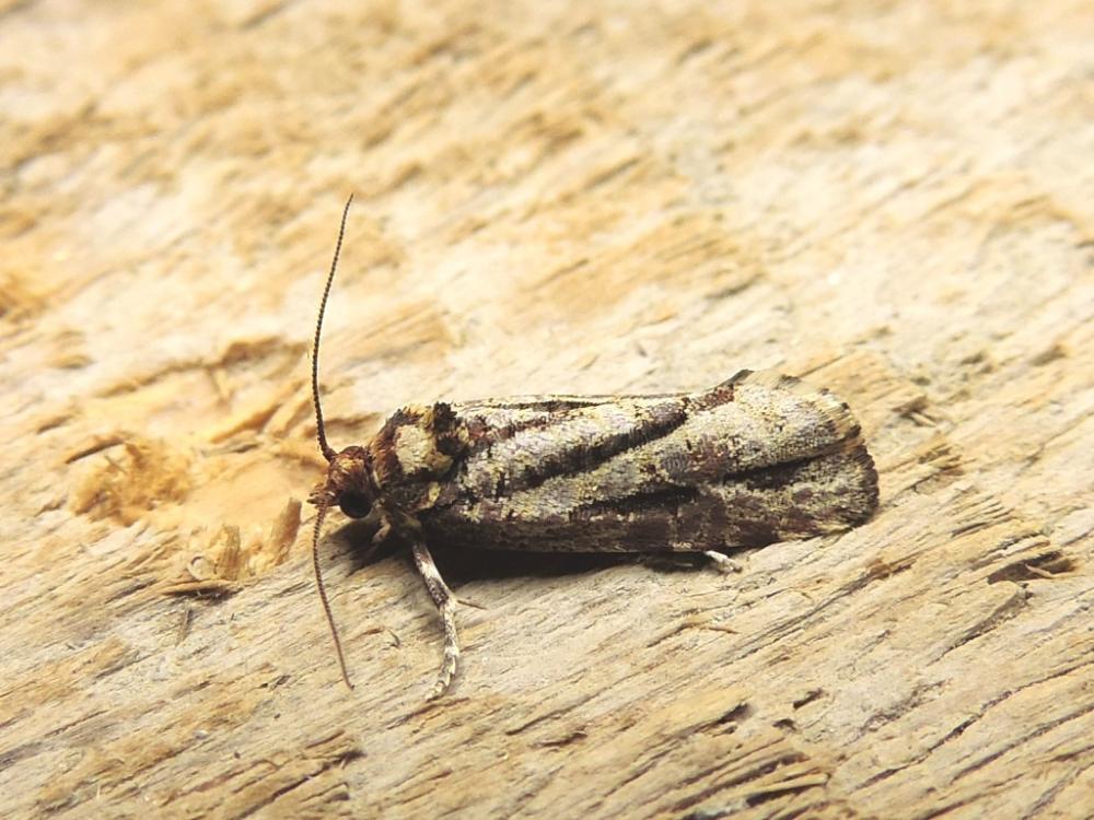 Lozotaeniodes cupressana (Duponchel, 1836)