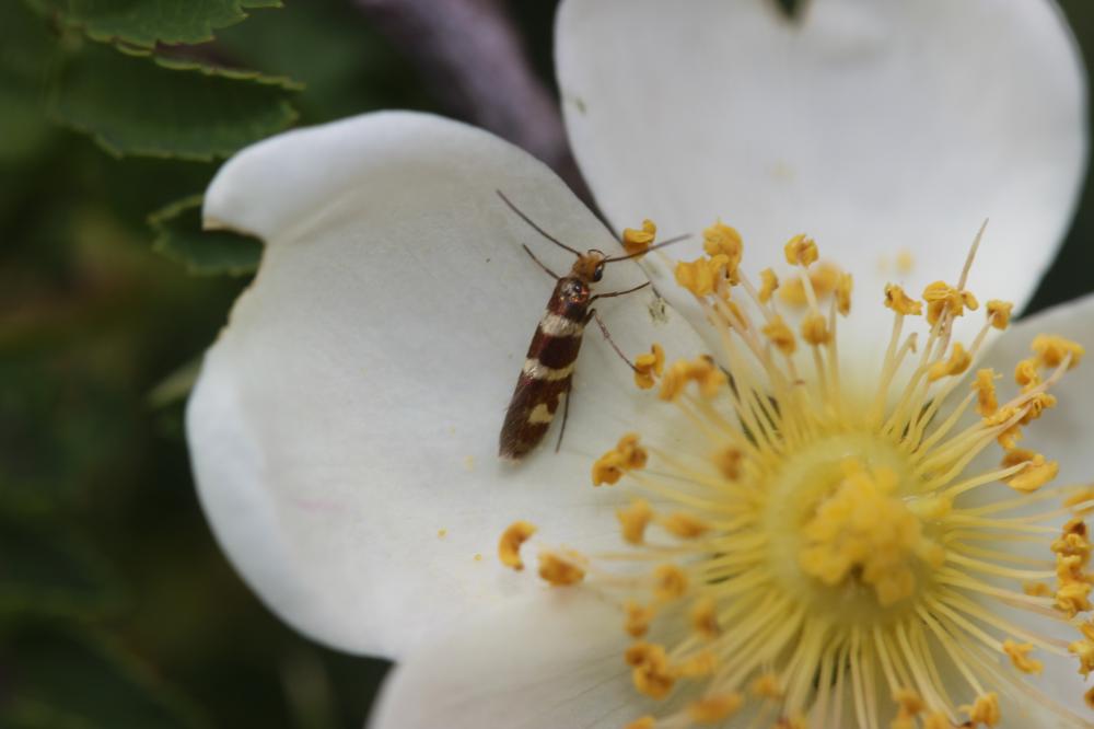  Micropterix allionella (Fabricius, 1794)