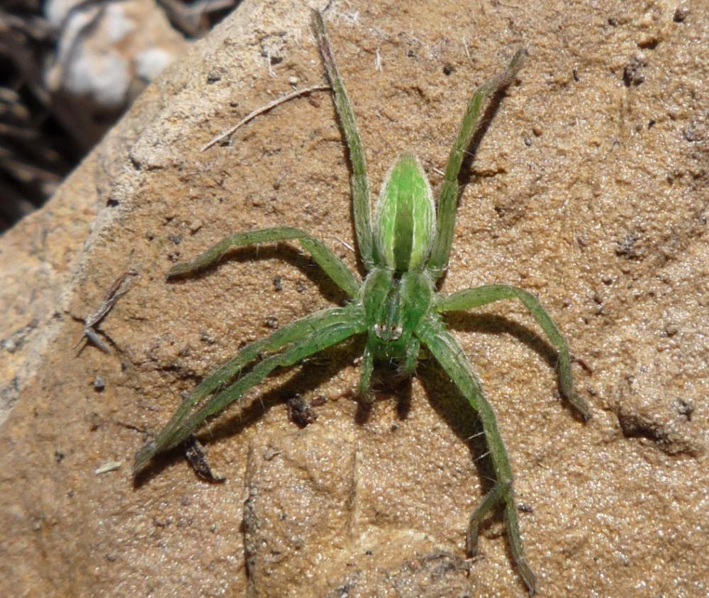  Micrommata Latreille, 1804