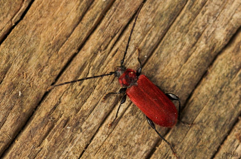 Pyrrhidium sanguineum (Linnaeus, 1758)