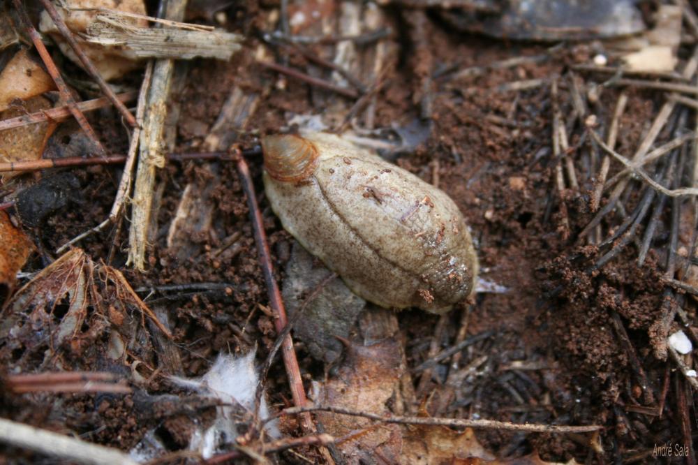 Testacelle commune Testacella haliotidea Draparnaud, 1801