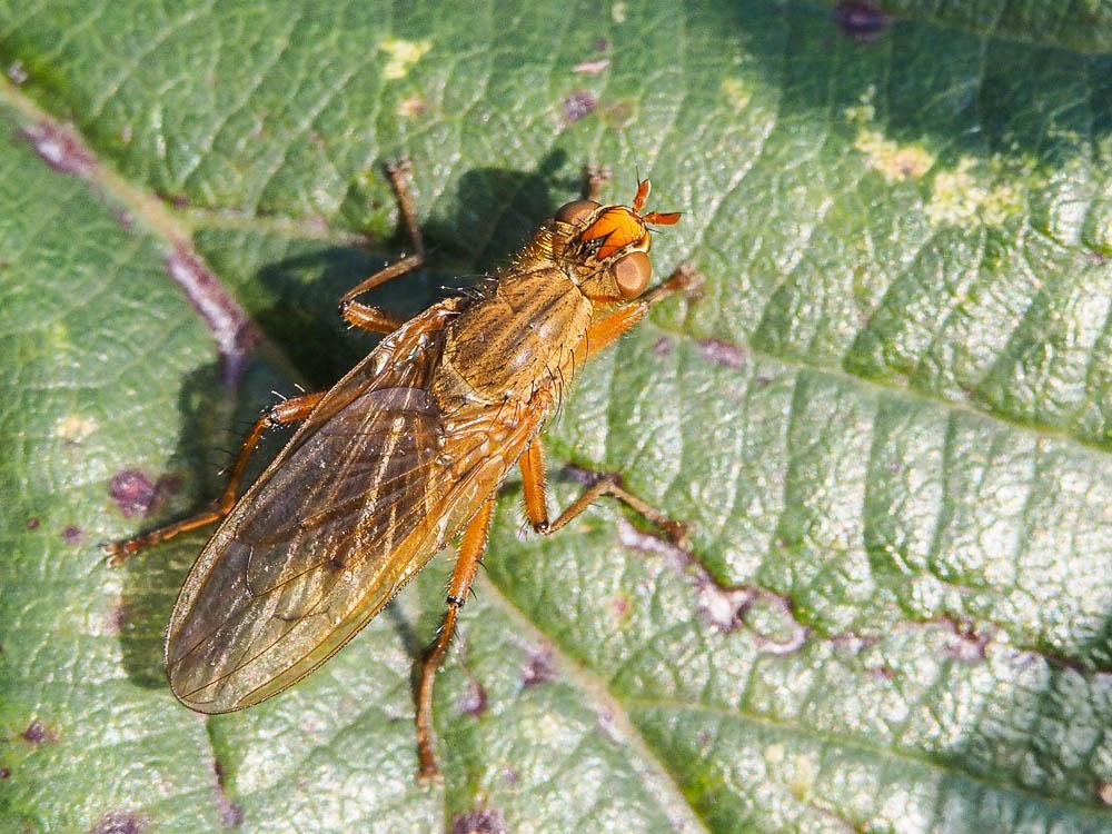  Scathophaga scybalaria (Linnaeus, 1758)