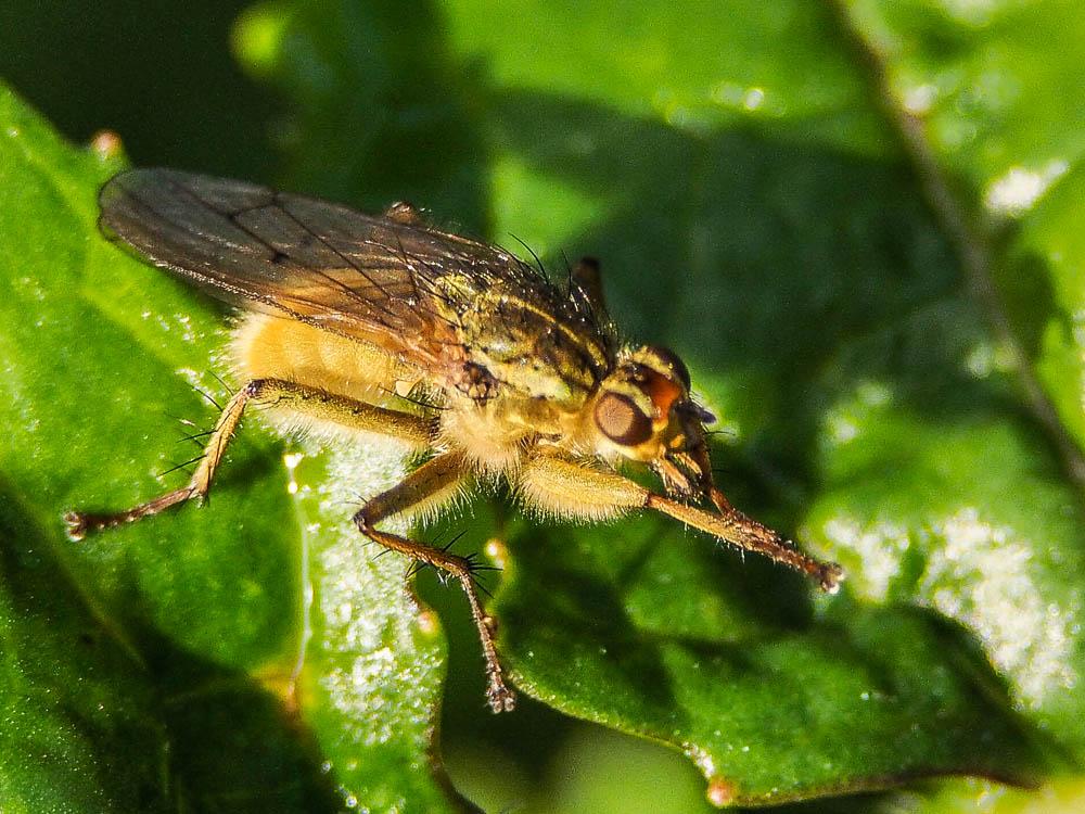 Scathophage du fumier, Mouche à merde Scathophaga stercoraria (Linnaeus, 1758)
