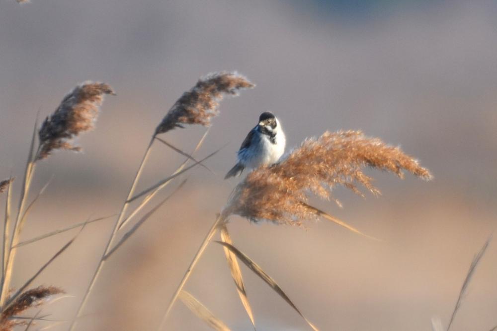 Bruant des roseaux Emberiza schoeniclus (Linnaeus, 1758)