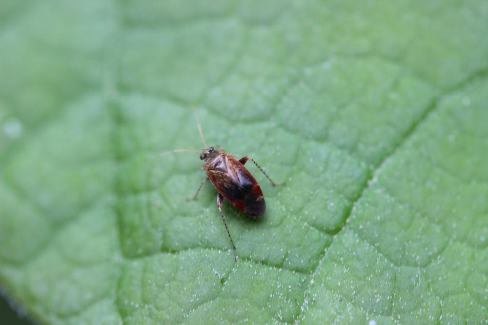 Psallus