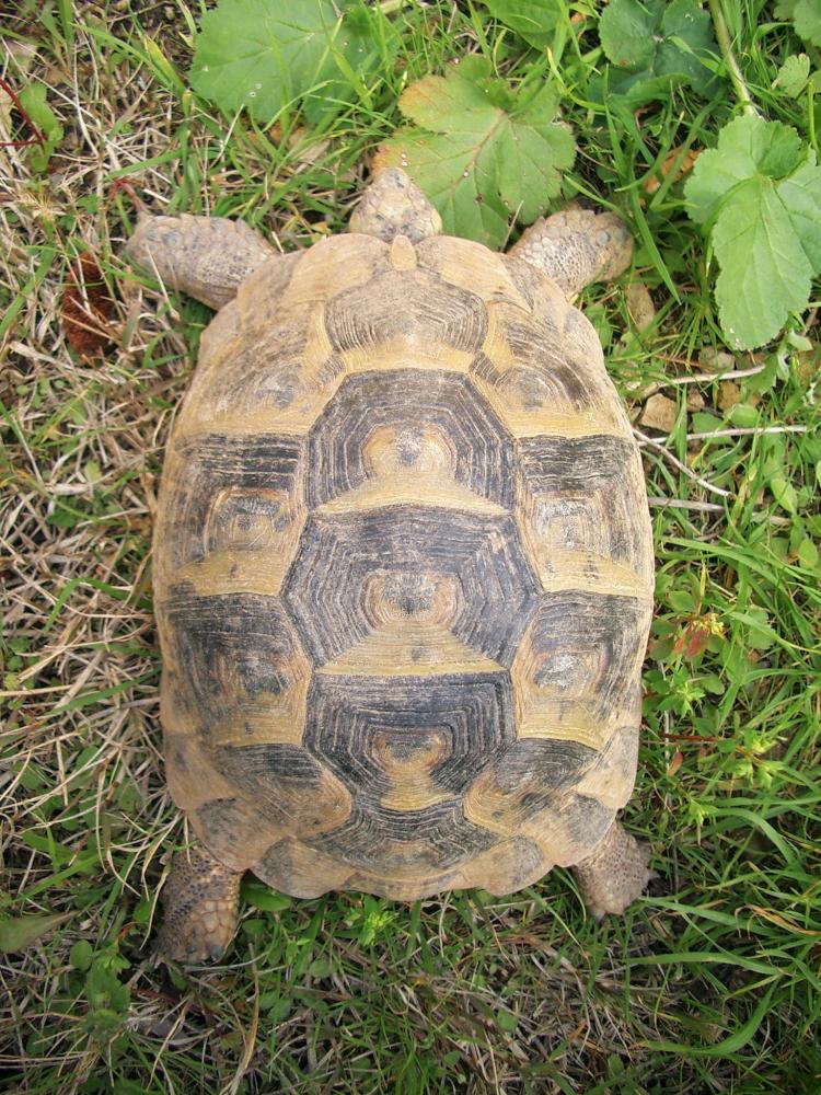 Tortue grecque Testudo graeca Linnaeus, 1758
