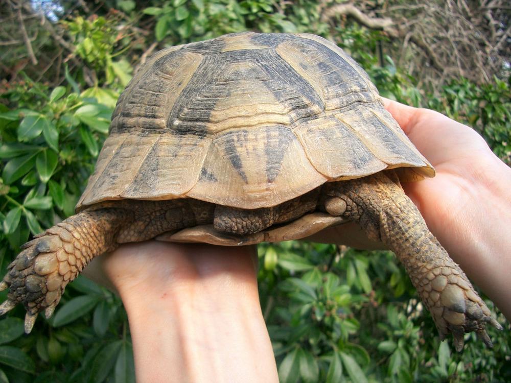 Tortue grecque Testudo graeca Linnaeus, 1758