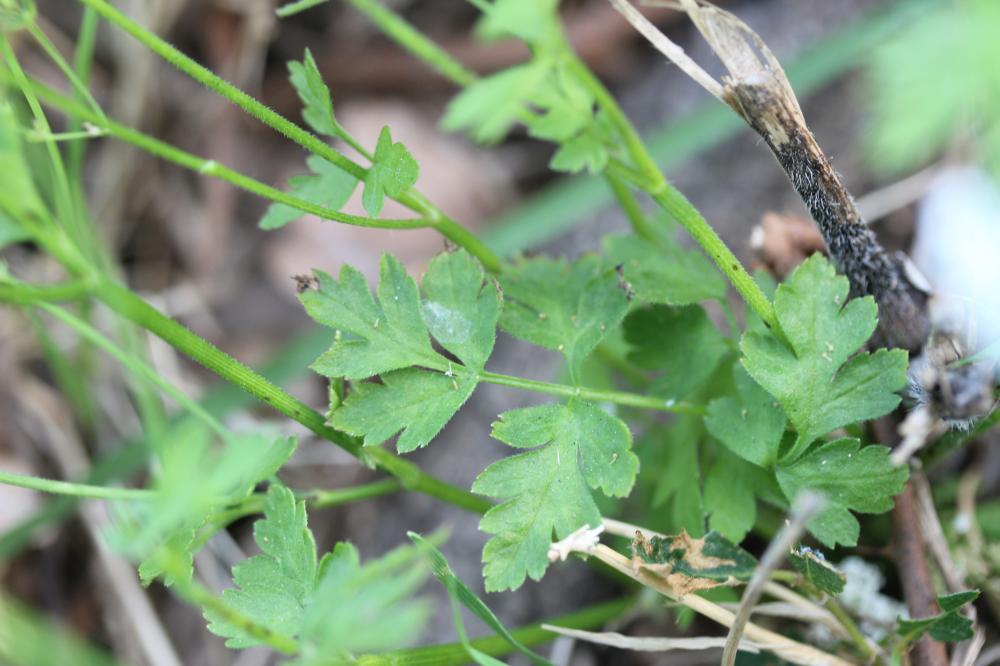 Chérophylle penché, Couquet Chaerophyllum temulum L., 1753