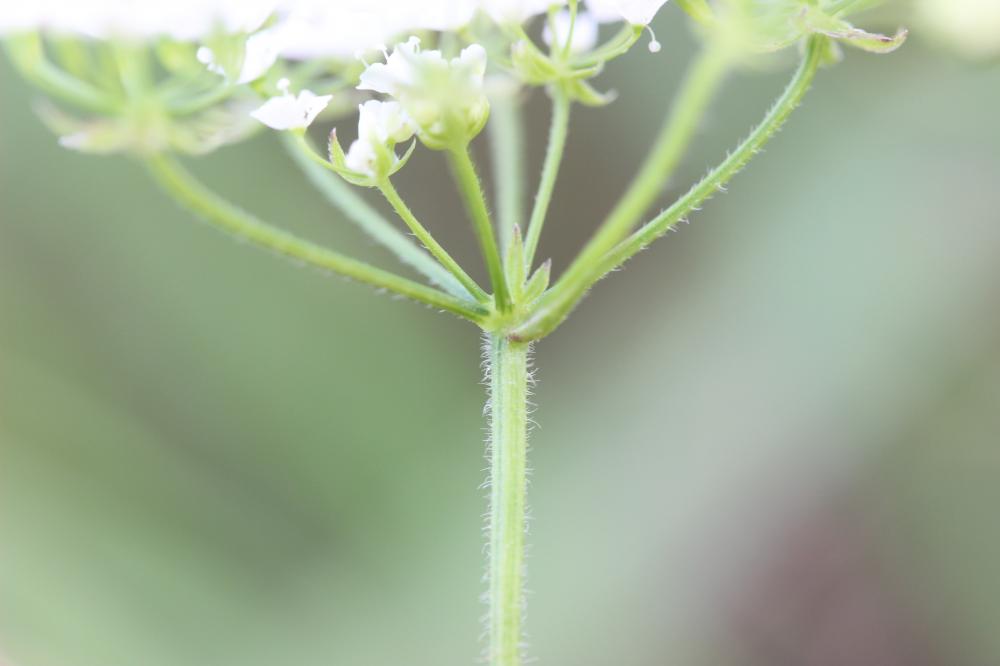 Chérophylle penché, Couquet Chaerophyllum temulum L., 1753