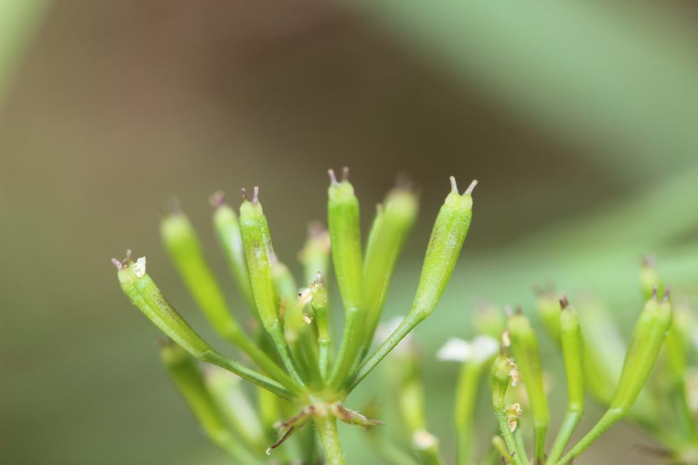 Chérophylle penché, Couquet Chaerophyllum temulum L., 1753