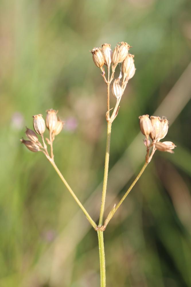Oeil-de-perdrix Lychnis flos-cuculi L., 1753