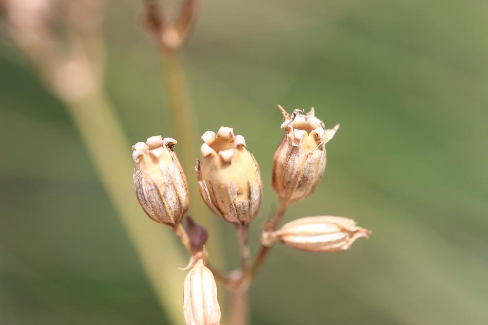 Oeil-de-perdrix Lychnis flos-cuculi L., 1753