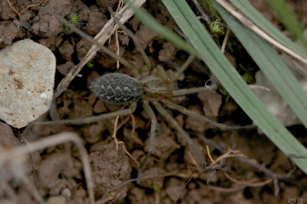 Tegenaria Latreille, 1804