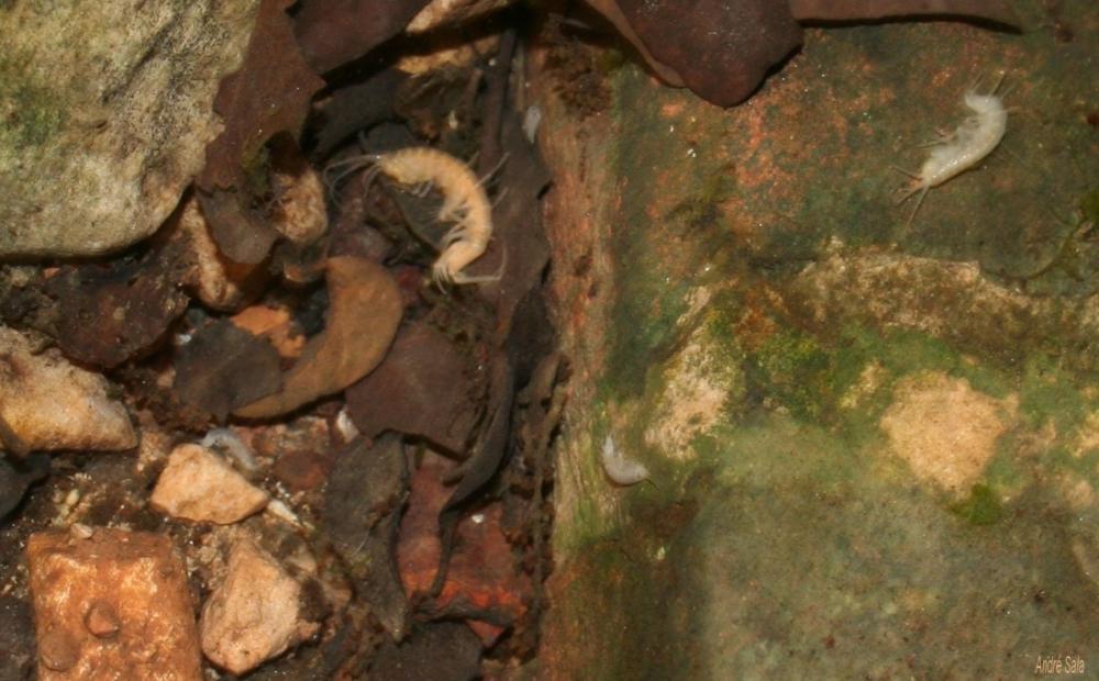 Le  sp. Niphargus Schiødte, 1849 sp.